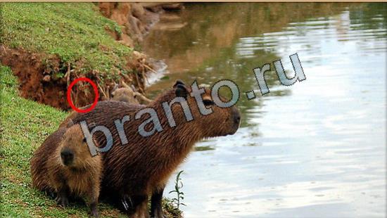 Где же кот ответы на новые задания Уровень 7033