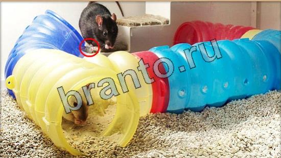 ответы на игру Где же кот Уровень 7034