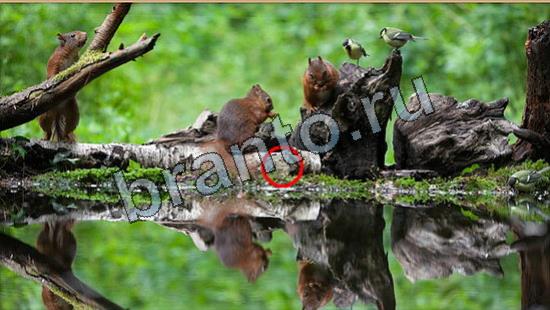 решения на игру Где же кот Уровень 7035