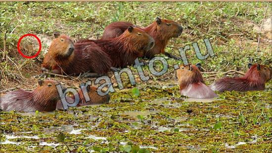 ответы на игру Где же кот Уровень 7036