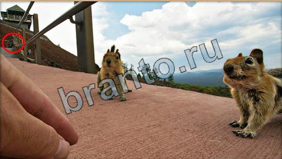 ответы в картинках на игру Где же кот Уровень 7037