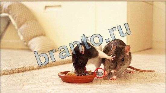 Где же кот ответы в одноклассниках Уровень 7039