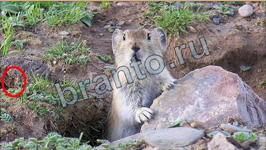 Где же кот игра ответы Уровень 7040