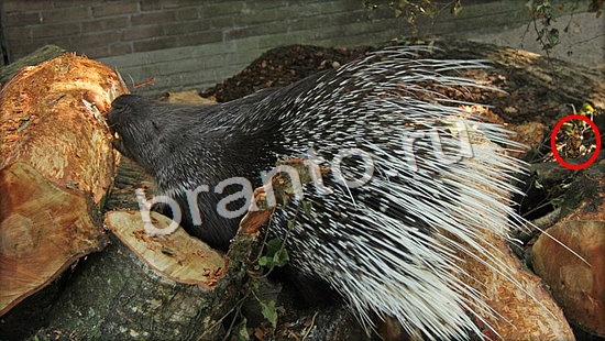 ответы на игру Где же кот Уровень 7041