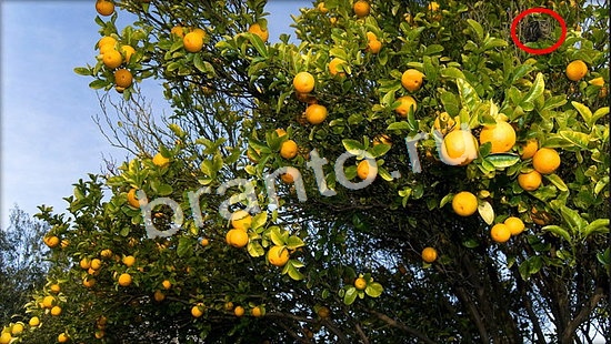 Подсказки на игру Где же кот Уровень 7042