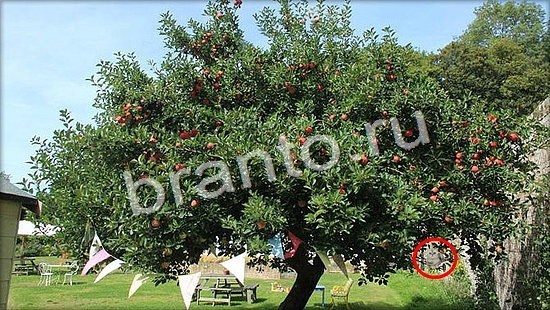 Решения на игру Где же кот Уровень 7043