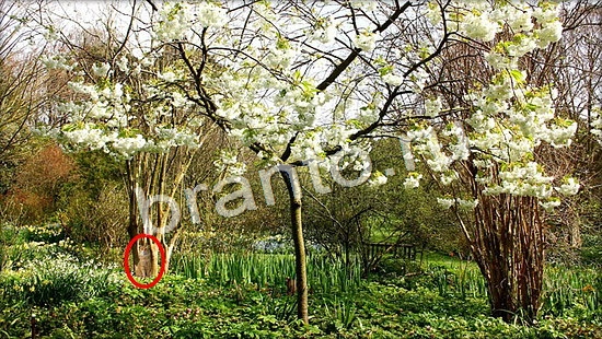 Помощь на игру Где же кот Уровень 7044