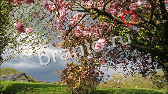 ответы к игре Где же кот Уровень 7045