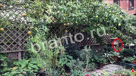 ответы на игру в одноклассниках Где же кот Уровень 7046