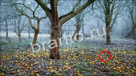 Где же кот? помощь Уровень 7050