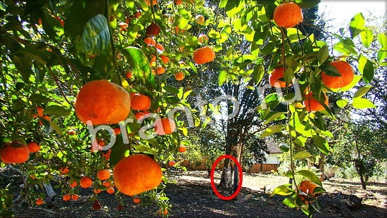 решебник на игру Где же кот Уровень 7051