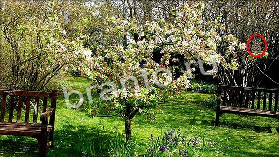 Где же кот? решения Уровень 7052