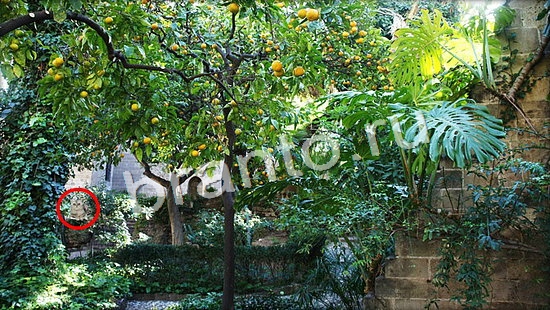 Где же кот игра ответы Уровень 7053