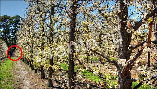 Где же кот игра подсказки Уровень 7054