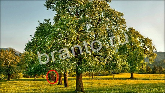 Где же кот игра помощь Уровень 7055