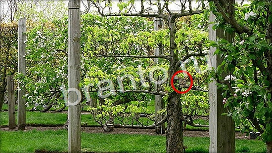 Игра Где же кот прохождение Уровень 7060