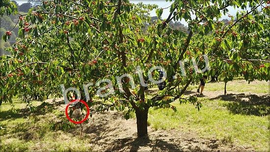 прохождение на игру Где же кот Уровень 7061