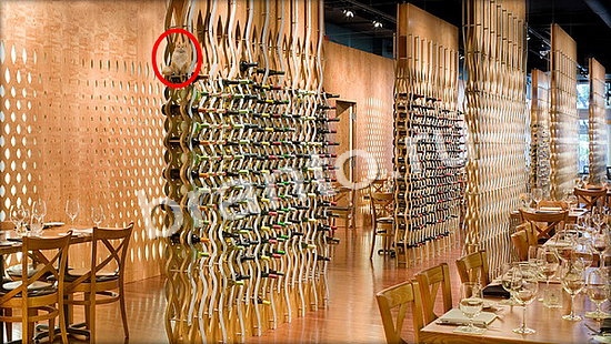 Игра Где же кот прохождение Уровень 7100