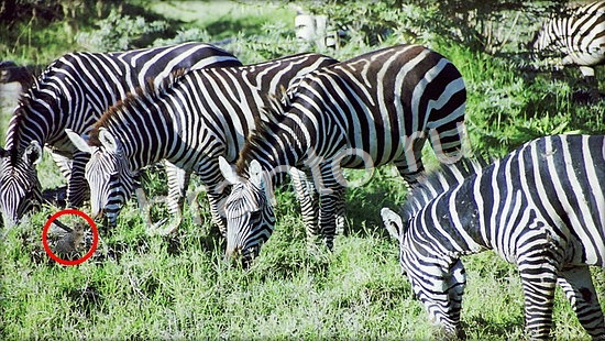 Где же кот прохождение игры Уровень 7102