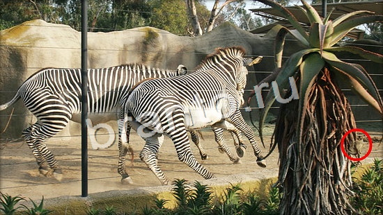 відповіді на игру Где же кот в одноклассниках Уровень 7103