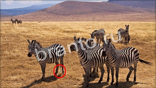 Прохождение игры Где же кот Уровень 7104