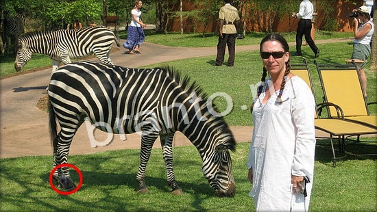 ответы Где же кот Уровень 7105