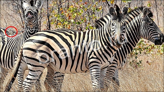 ответы Где же кот? в одноклассниках Уровень 7106