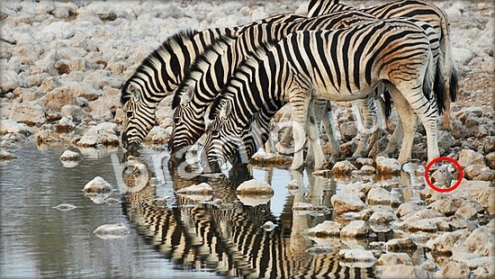 решения для игры Где же кот Уровень 7108