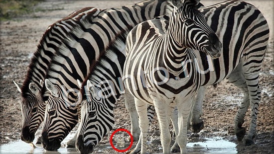 Где же кот помощь в картинках Уровень 7111