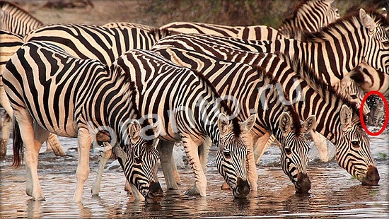 Где же кот ответы на новые задания Уровень 7113