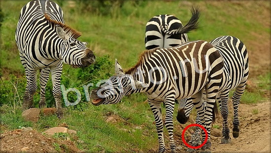 ответы на игру Где же кот Уровень 7114