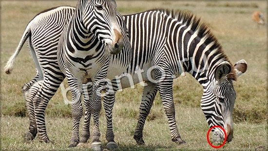 решения на игру Где же кот Уровень 7115