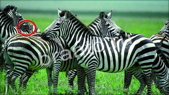 ответы на игру Где же кот Уровень 7116