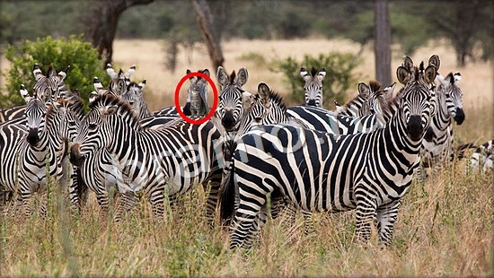 ответы в картинках на игру Где же кот Уровень 7117