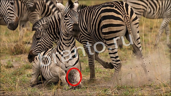 помощь на игру Где же кот Уровень 7118