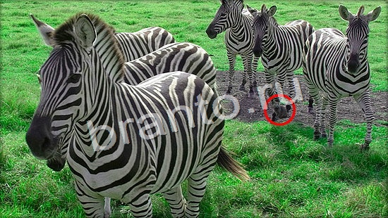 Где же кот ответы в одноклассниках Уровень 7119