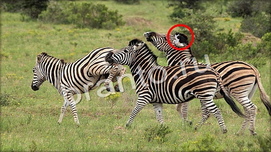 Где же кот игра ответы Уровень 7120