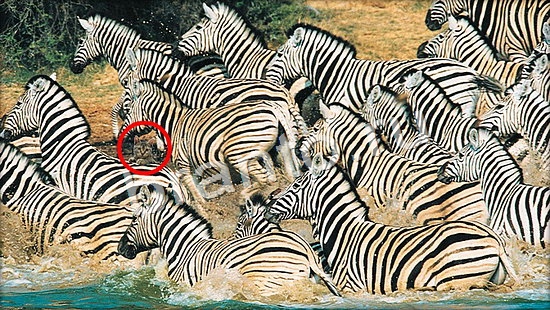 ответы на игру Где же кот Уровень 7121