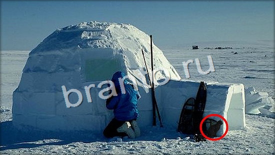 игра в одноклассниках Где же кот ответы Уровень 7150