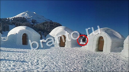 Где же кот игра ответы Уровень 7160