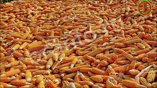 Где же кот прохождение игры Уровень 7262