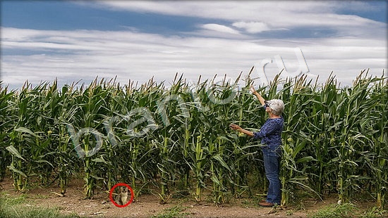 відповіді на игру Где же кот в одноклассниках Уровень 7263