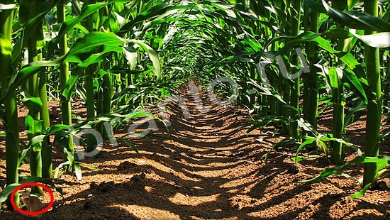 Прохождение игры Где же кот Уровень 7264