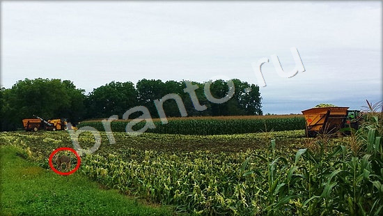 ответы Где же кот Уровень 7265