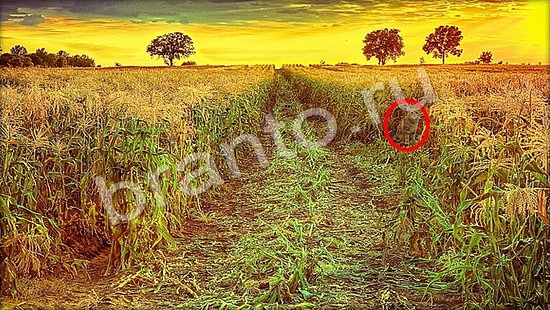 ответы Где же кот? в одноклассниках Уровень 7266