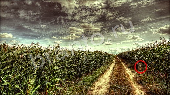 ответы для игры Где же кот Уровень 7267