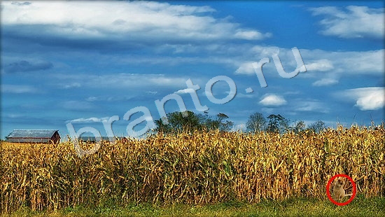 решения для игры Где же кот Уровень 7268