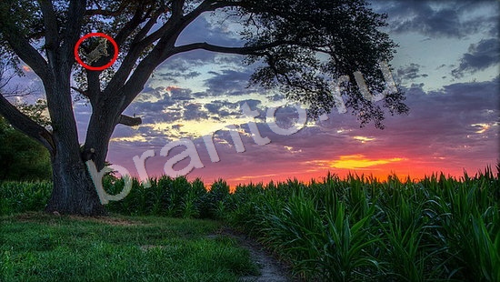 игра в одноклассниках Где же кот ответы Уровень 7270