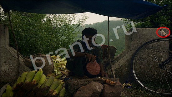 Где же кот помощь в картинках Уровень 7271