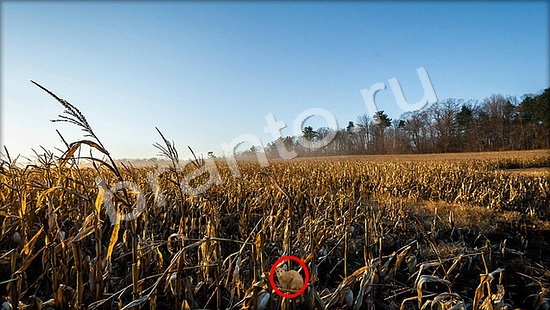 ответы на игру Где же кот в скриншотах Уровень 7272